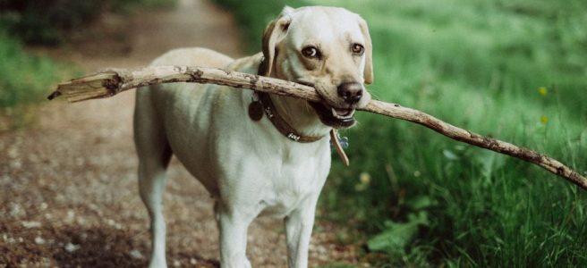 Hundpromenadens enkla lycka