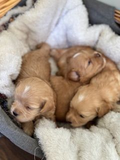 Maltipoo  liten sällskapshund med stort hjärta