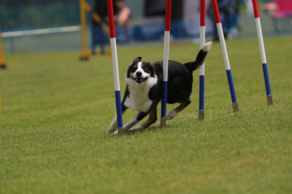 Lugnande halsband för hund  hur fungerar de och när kan de hjälpa?